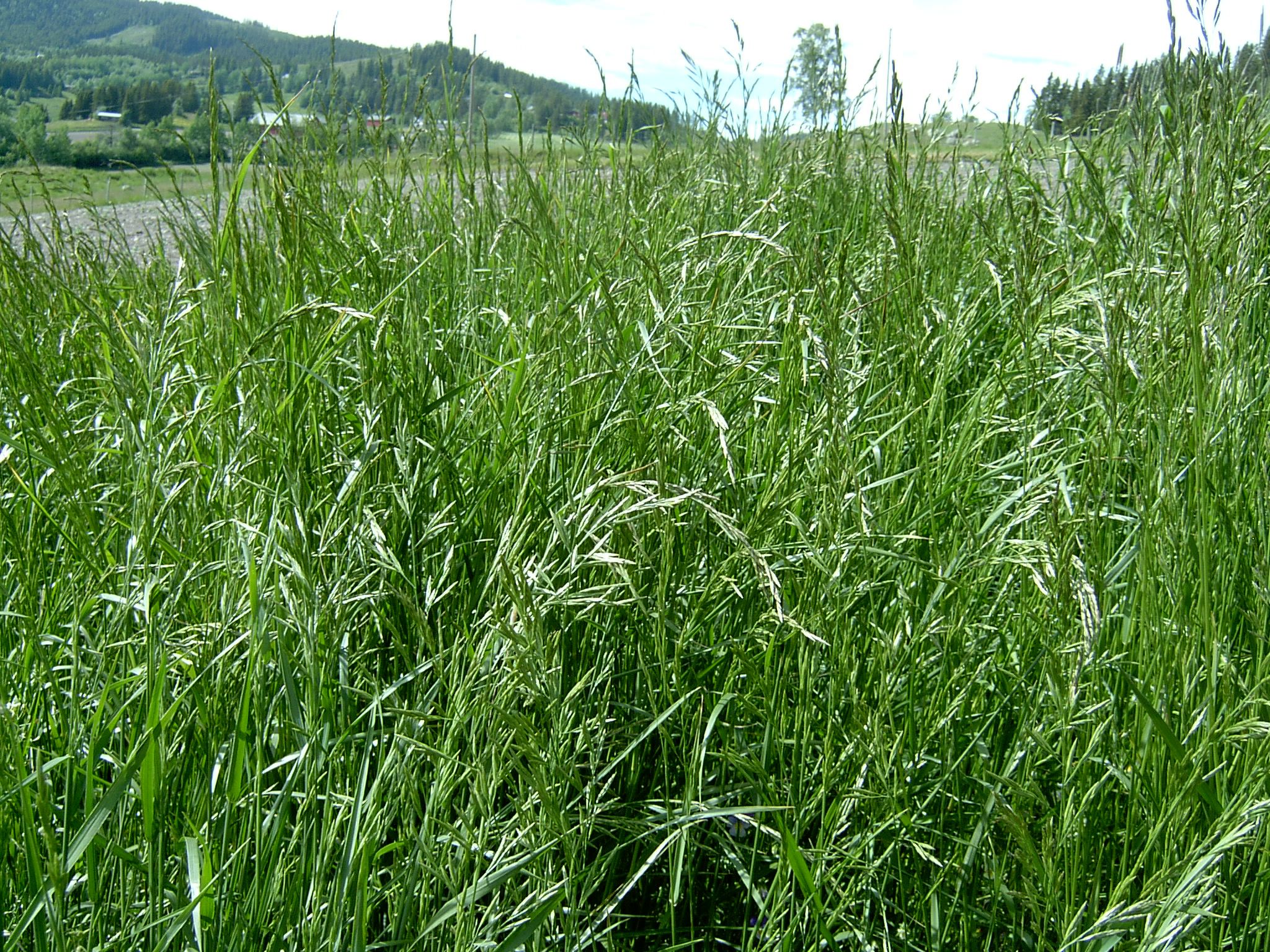 festuca pratensis