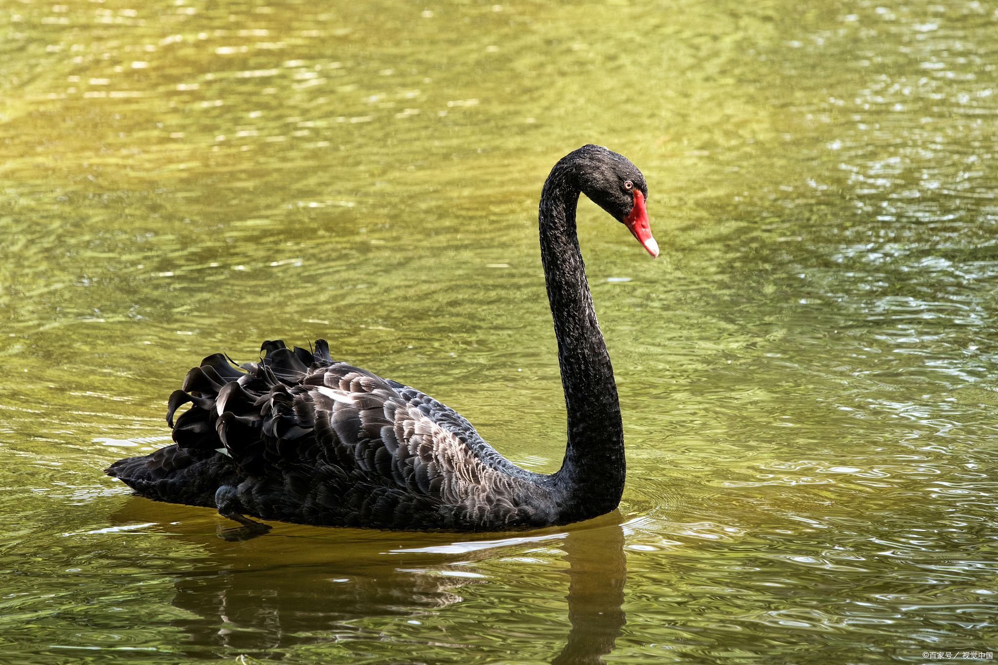 一本如何应对不可知的未来的书---《黑天鹅》_百科TA说