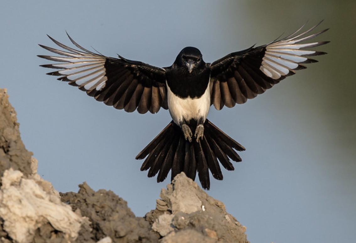  p>东方喜鹊(学名: i>pica serica /i>):是雀形目,鸦科,鹊属的鸟类.