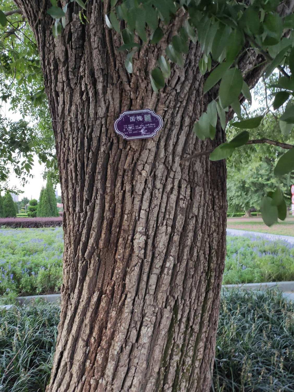 国槐北京市海淀区家系7