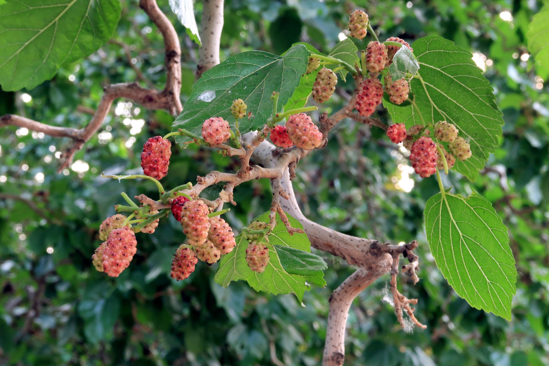 桑科桑属落叶乔木或灌木植物,树干较高,树体富含乳浆,树皮粗糙