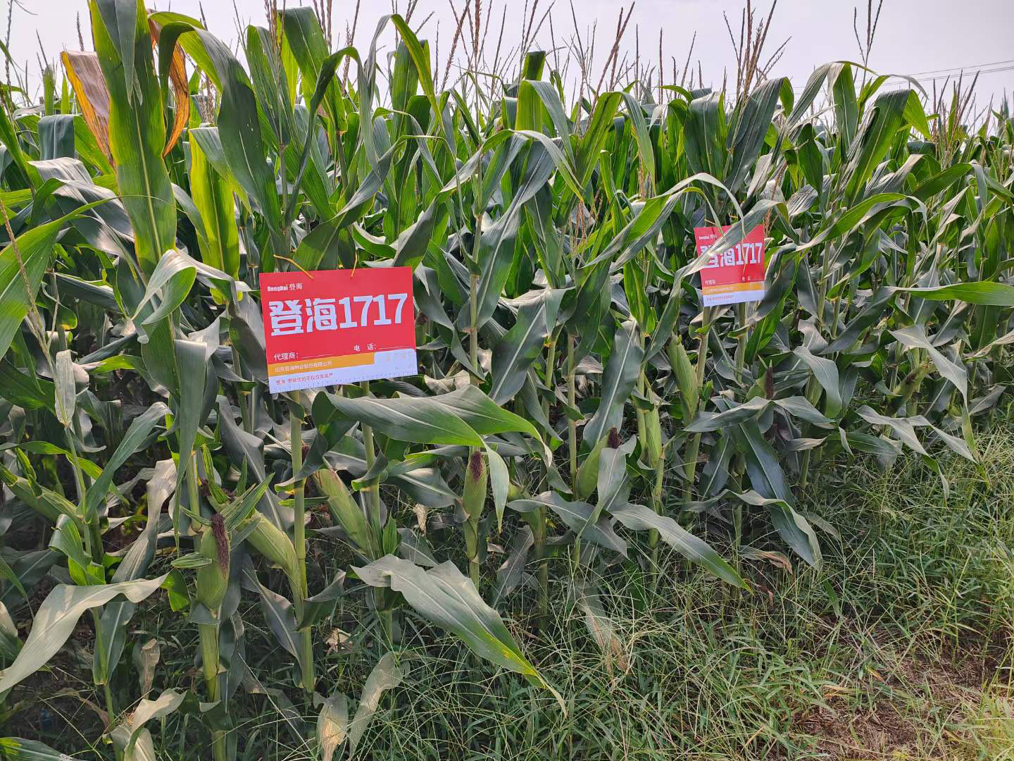  p data-id="2hsgy1uhmye">登海1717,是一种玉米品种 span class="ref