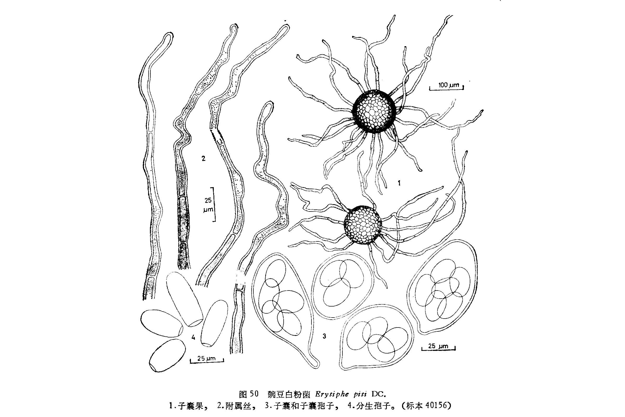 ">白粉菌属<a target="