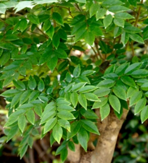 花梨公