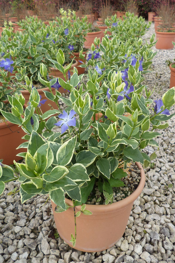  p>花叶蔓长春花(学名: i>vinca major variegata /i> loud.