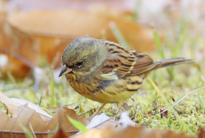  p>黄胸鹀(学名: i>emberiza aureola /i>):是雀形目,鹀科,鹀属的鸟类