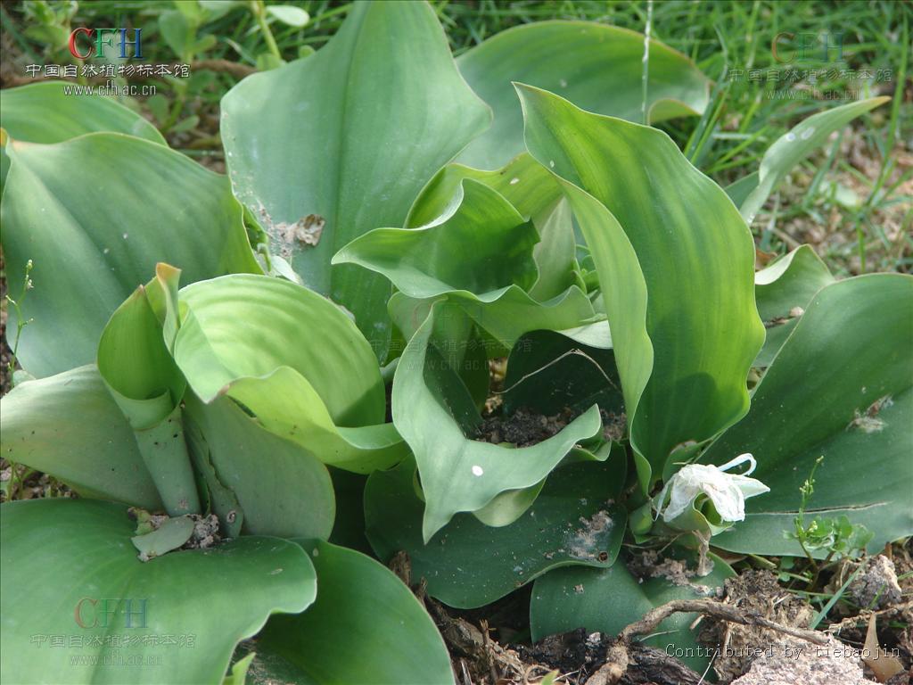  p>山柰属(学名:kaempferia l.