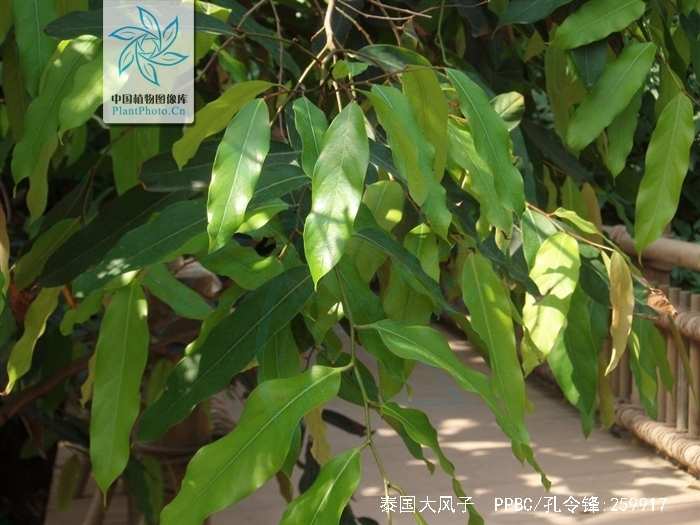  p>泰国大风子(学名: i>hydnocarpus anthelminthica  /i>pierr.