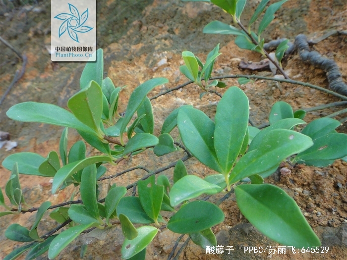  p>酸藤子( a href="#" data-lemmaid="8074290">学名 /a>:embelia