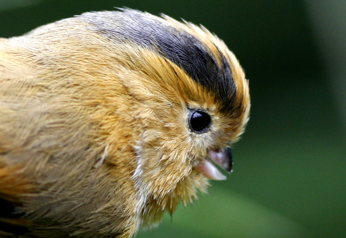  p>黄额鸦雀(学名: i>suthora fulvifrons /i>)是莺科,鸦雀属小型鸟类