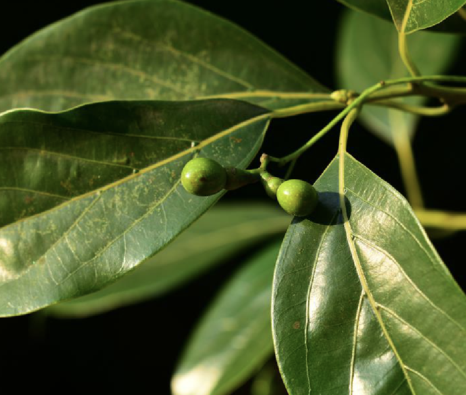  p>云南樟(学名: i>cinnamomum glanduliferum /i> (wall.