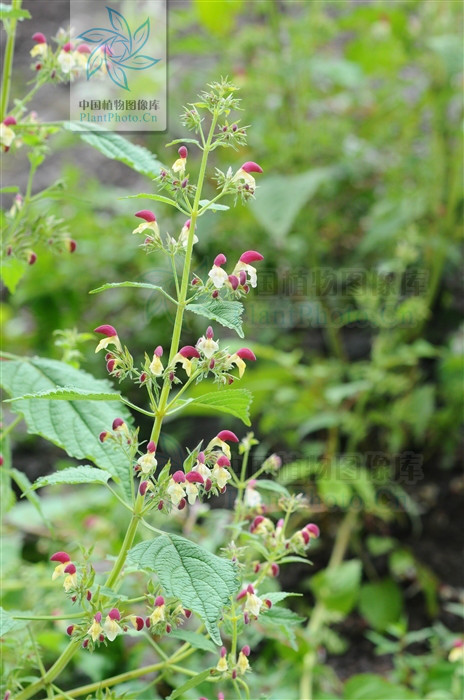 云南冠唇花(原变种)