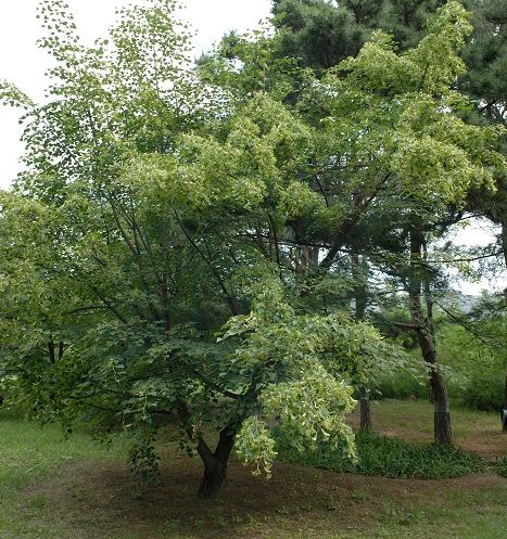  p>蒙椴无性系-04是椴树科,椴树属植物,产于霍州市,具体用途为防风