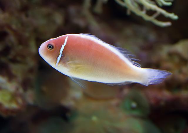  p>颈环双锯鱼(学名: i>amphiprion perideraion /i>)是雀鲷科,双锯鱼