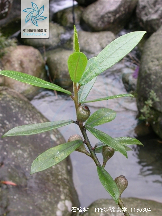  p> b>石榕树 /b>(学名: i>ficus abelii /i>)是 a href="#" data