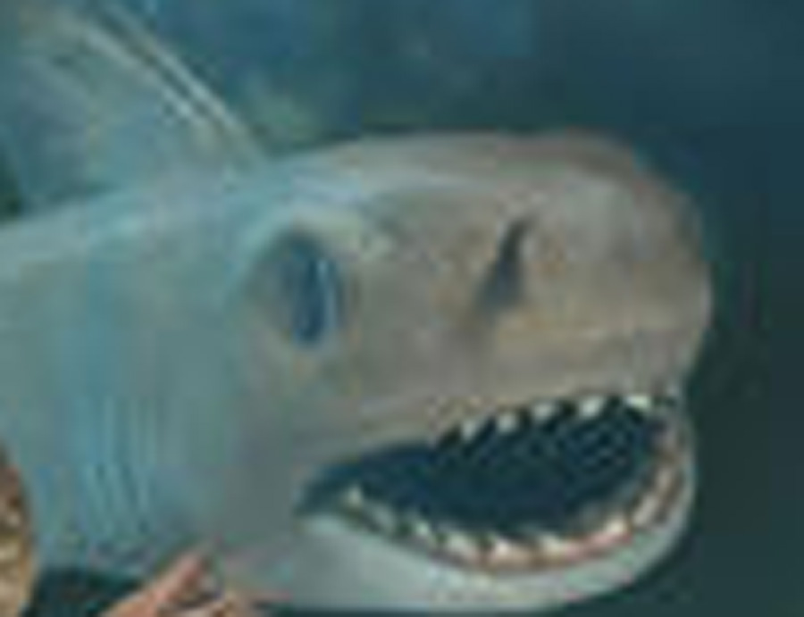  p>裂口鲨( a href="#" data-lemmaid="8074290">学名 /a> i>cladose