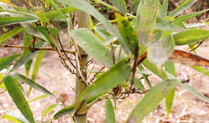  p>雷竹(学名: i>phyllostachys praecox /i> c. d. chu et c. s.