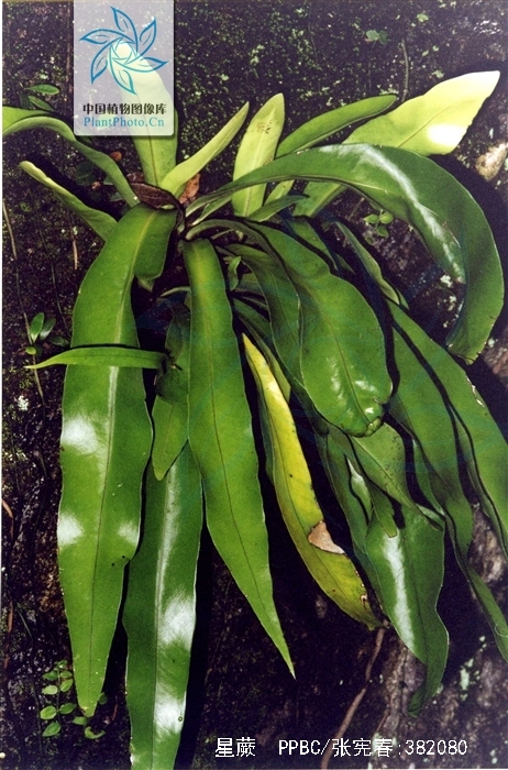 为水龙骨科植物星蕨 i>microsorium punctatum  /i>(l.) copel.