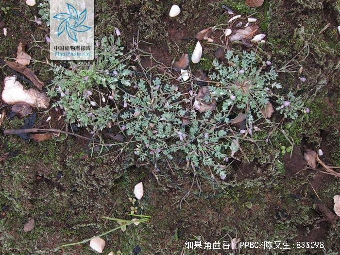 细果角茴香
