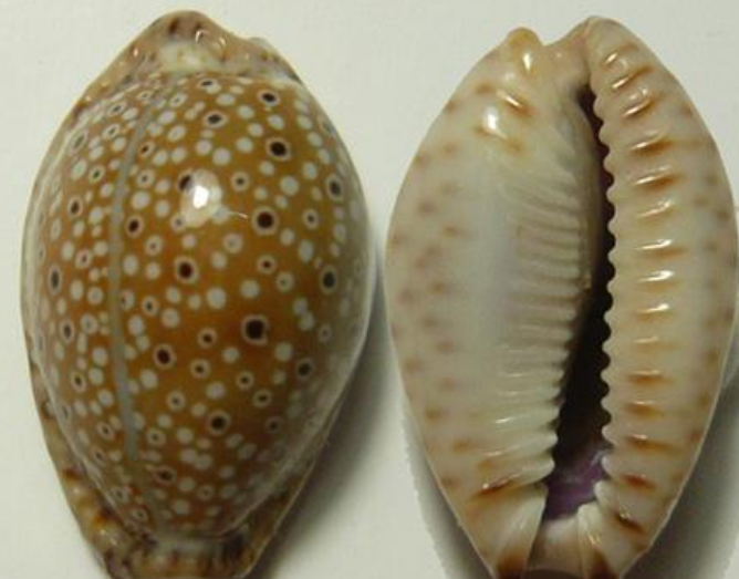  p>眼斑宝螺(学名:erosaria ocellata ocellata )是腹足纲宝螺科的 a