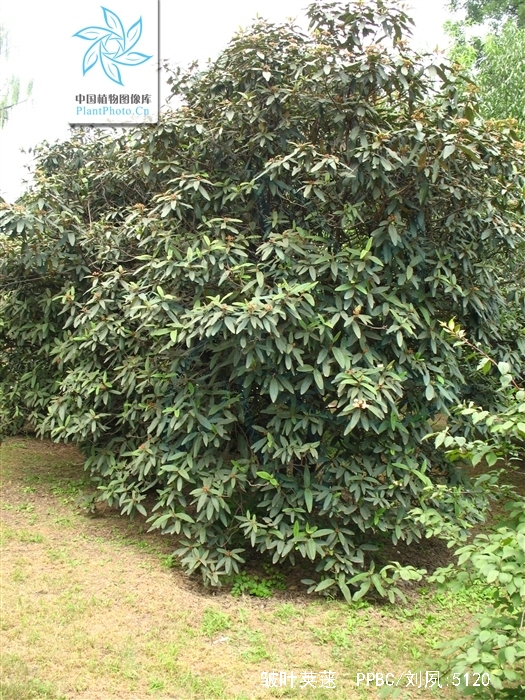  p>皱叶荚 b>蒾 /b>(学名: i>viburnum rhytidophyllum /i> hemsl.