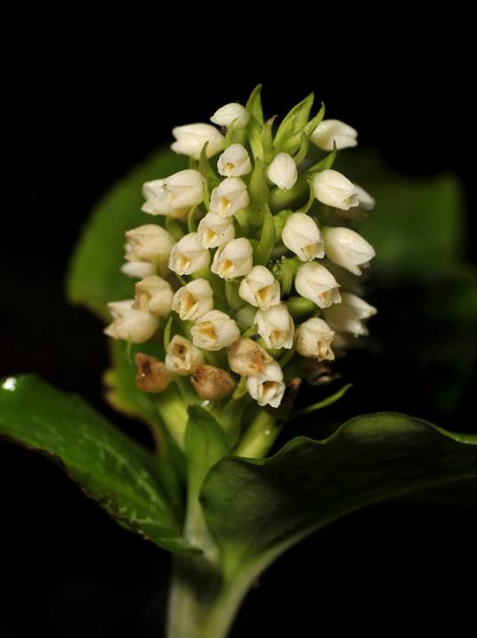 高宝兰（兰科高宝兰属植物）_百度百科