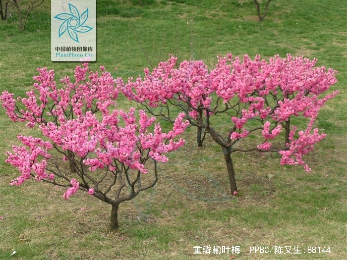  p>重瓣榆叶梅(学名: i>amygdalus triloba /i> f.