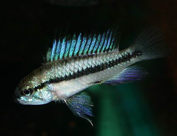  p>黑壮灯鱼(学名:hygophum atratum)为 a target="_blank" href="