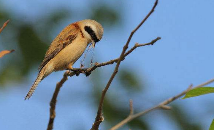 p>攀雀(学名:remiz pendulinus)为攀雀科攀雀属的鸟类,俗名洋红儿.
