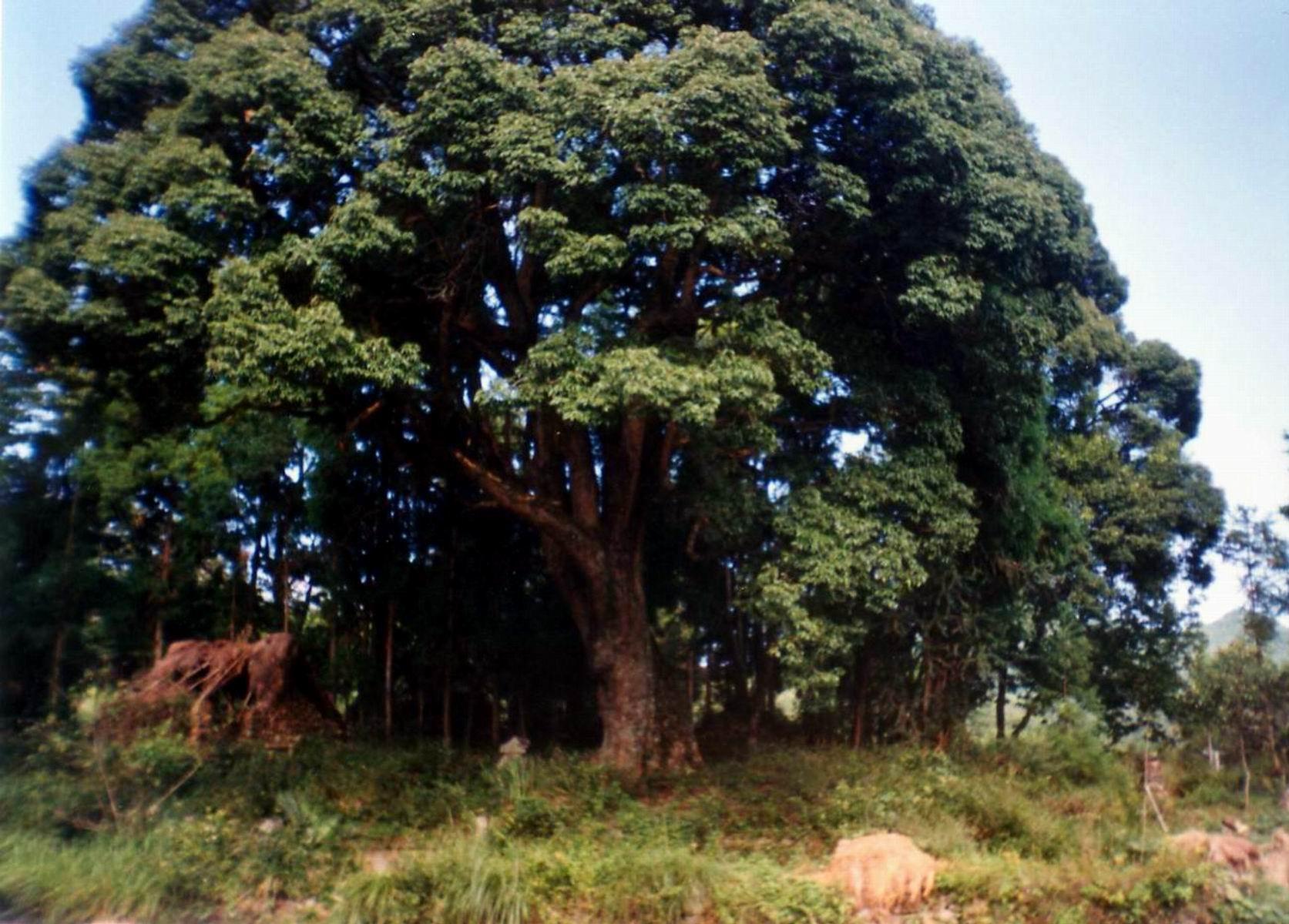 山毛榉目,壳斗科, a href="#" data-lemmaid="7564250">锥属 /a>乔木