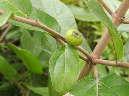 对叶榕（桑科榕属植物）_百度百科