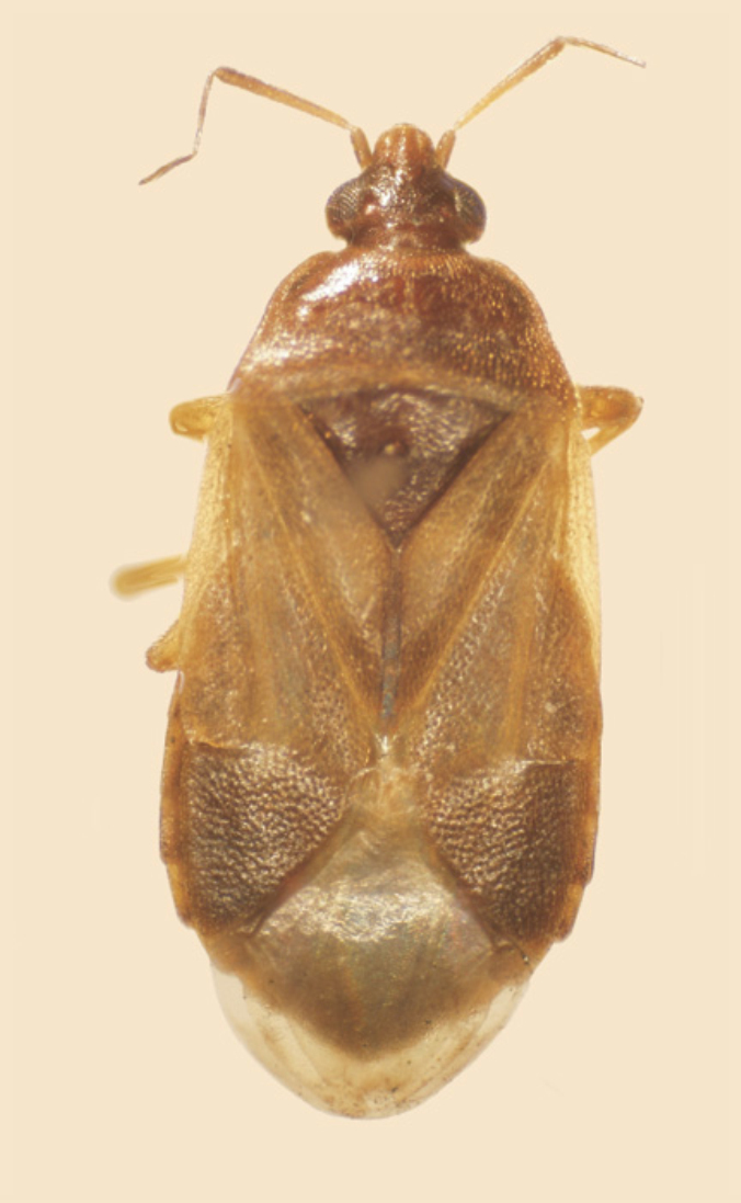  p>花蝽科,anthocoridae,是半翅目的1科.