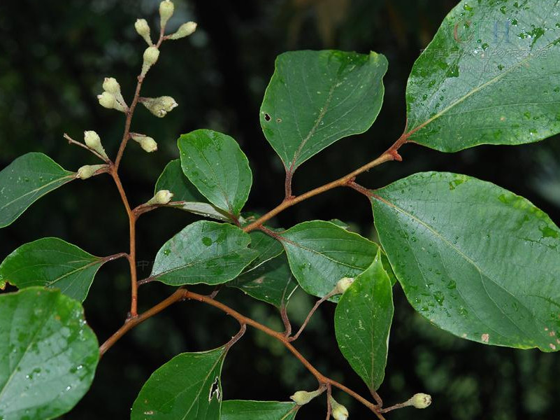  p>中华安息香(学名: i>styrax chinensis  /i>hu et s.y.