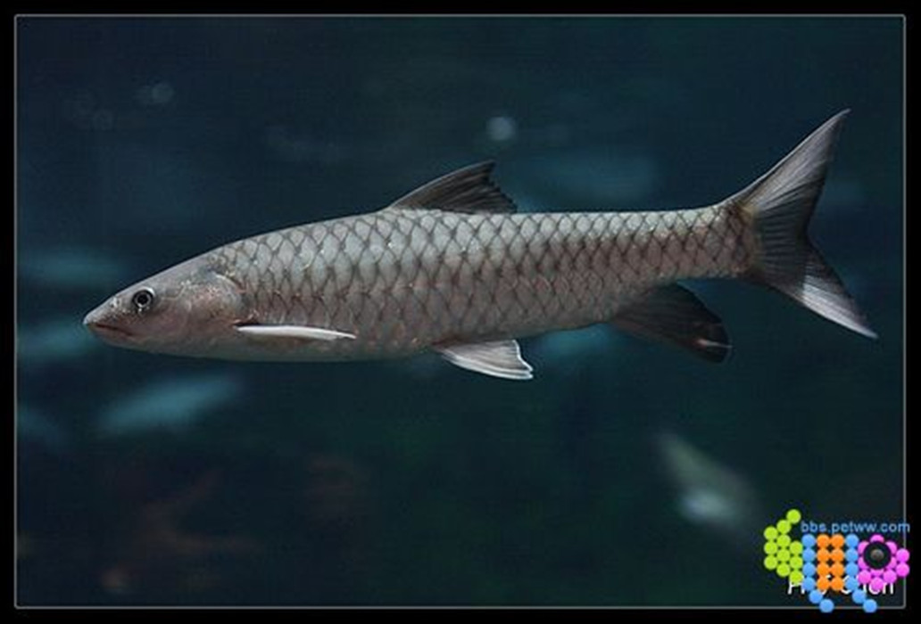 spinibarbus  denticulatus