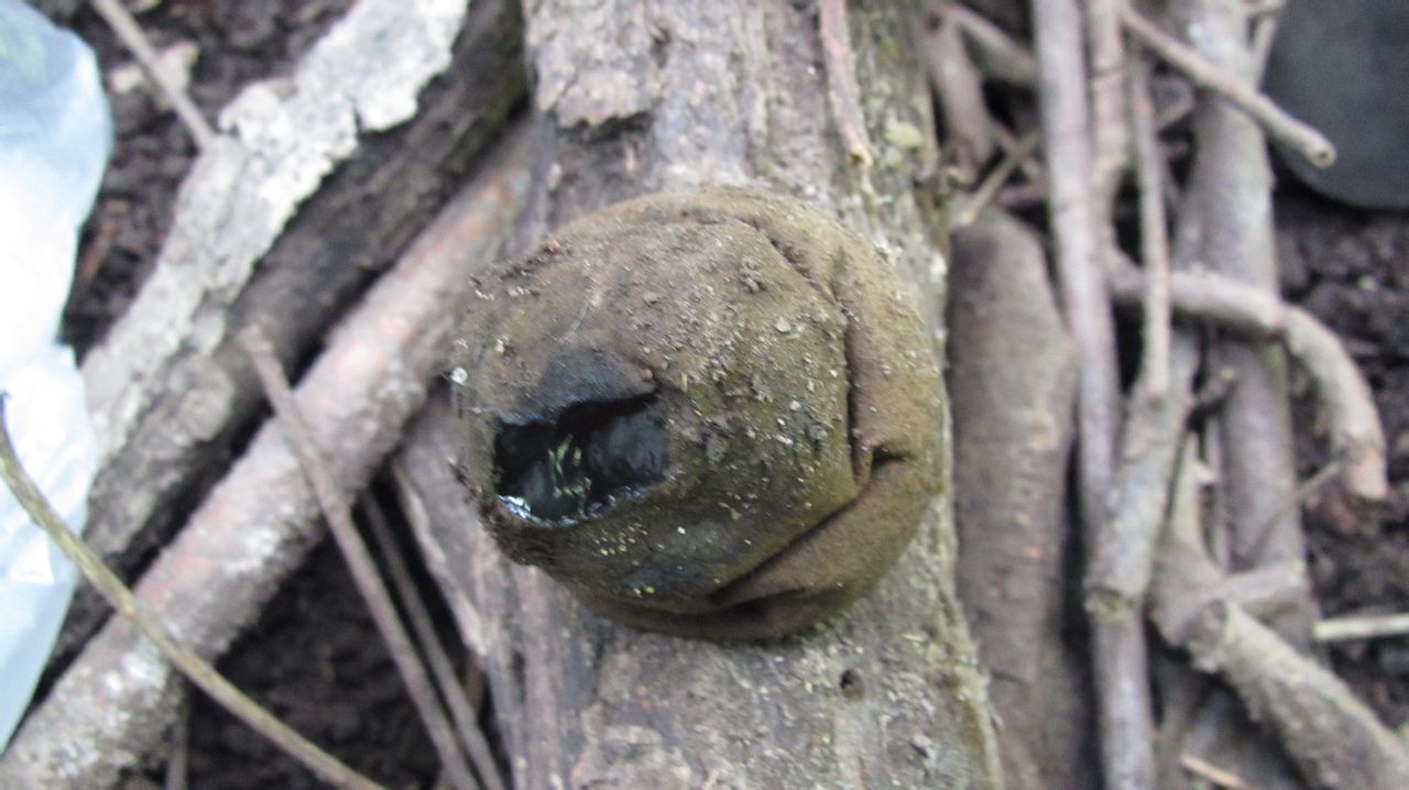 这是人们称其为猪嘴蘑的一个原因,还有一个原因是人若吃多了这种蘑菇