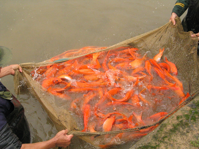 万安玻璃红鲤鱼