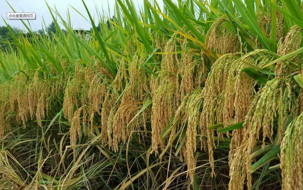  p>泸优069,籼型三系杂交水稻,福建亚丰种业有限公司选育,适宜在可在