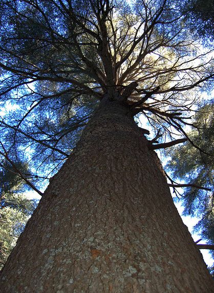 cedrus atlantica