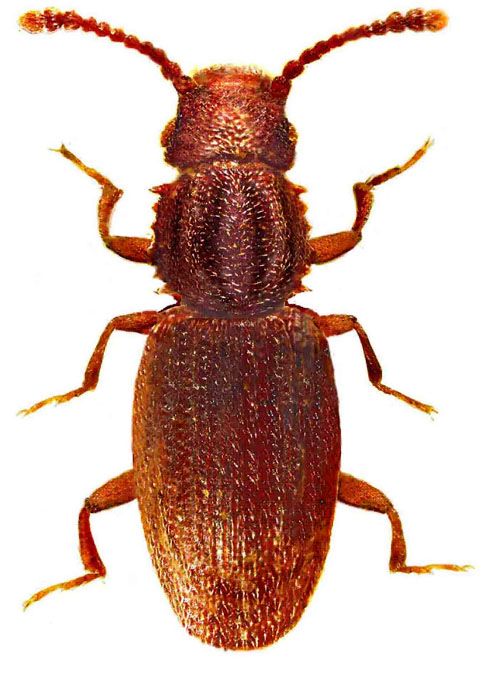  a target="_blank" href="/item/长角扁谷盗/10831135" data-lemmaid