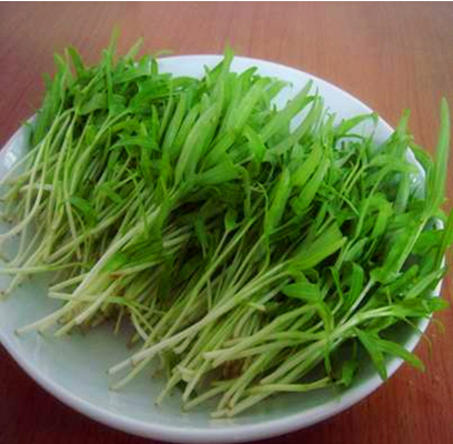 空心菜芽苗菜