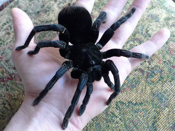 玻利维亚钢铁蓝蜘蛛