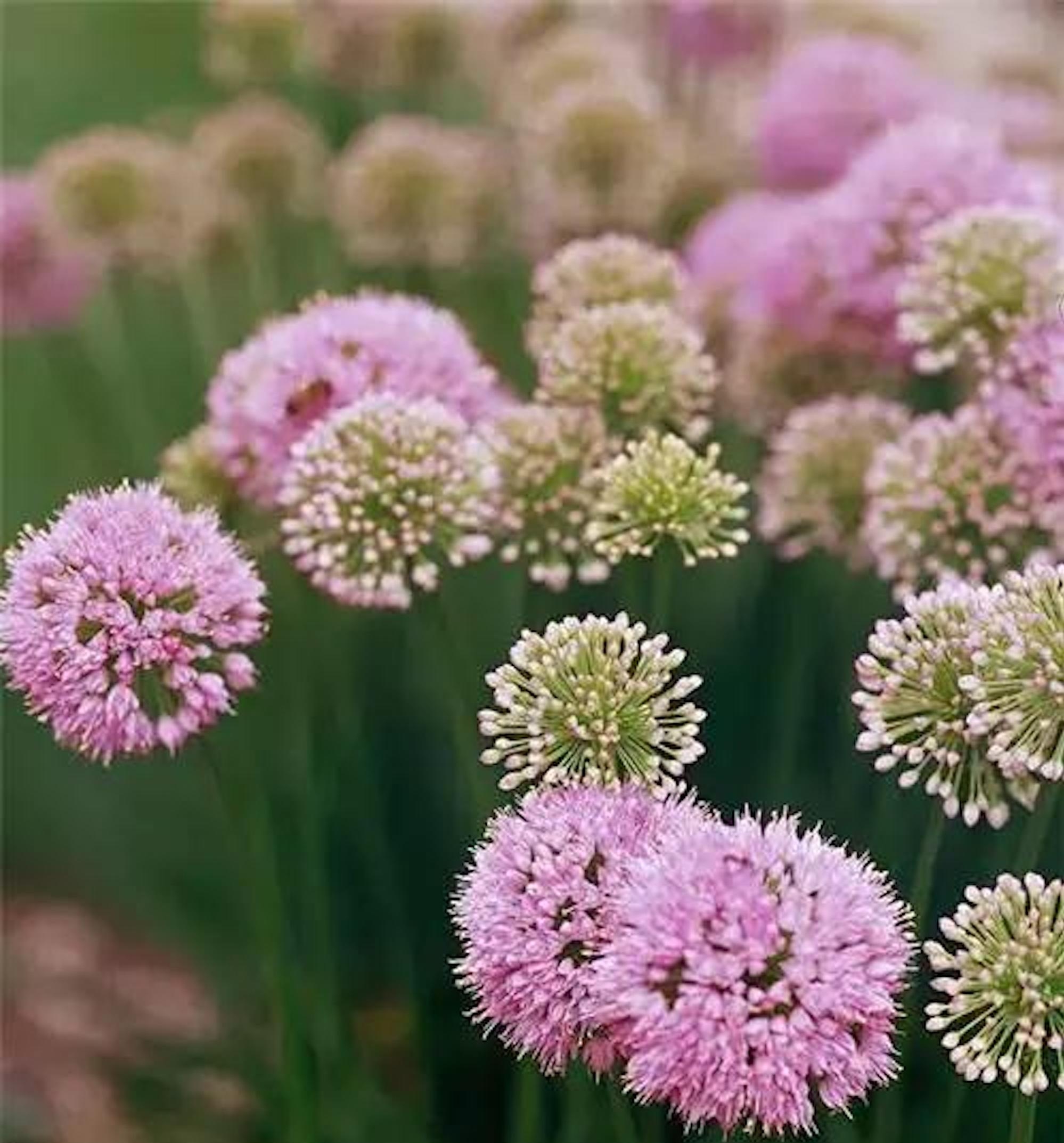  p>大花葱(学名: i>allium giganteum /i> regel)是百合科,葱属 a