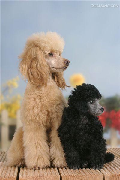mo0">迷你贵宾狗 英文名称:miniature poodle体型分类:小型 犬种分类