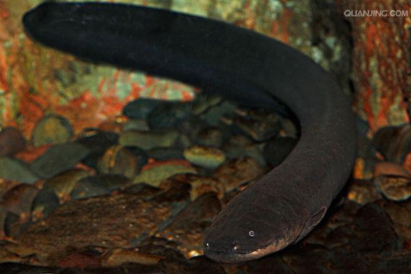  p>电鳗属于裸背电鳗科的鳗形南美鱼类,拉丁学名为electrophorus