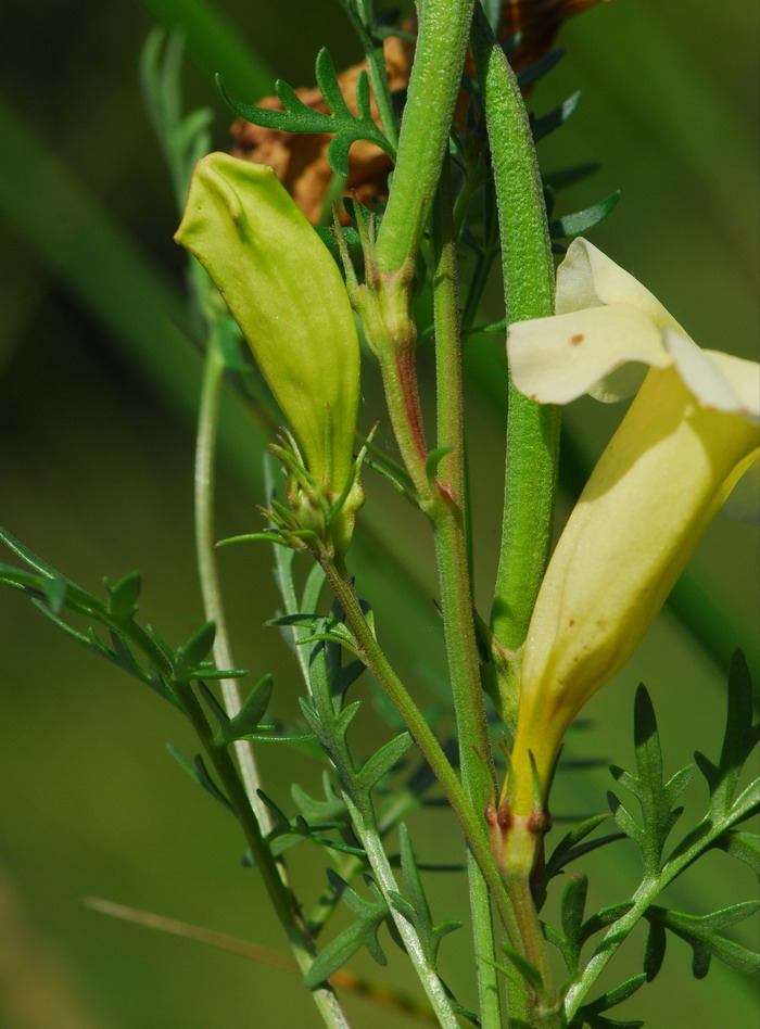 根稍粗大,直径可达3厘米;叶二至三回栉齿状羽状分裂;头状花序近球形.