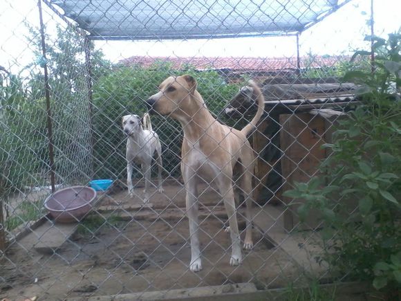  p>蒙古细犬(契丹猎犬)体型高大健壮,速度快,嗅觉灵敏,搏斗能力强大