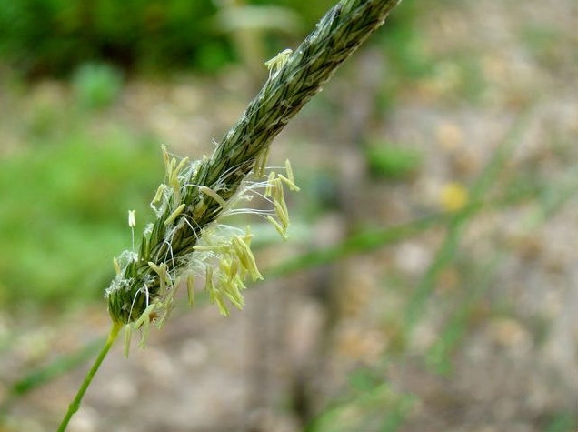 p>大看麦娘(学名: i>alopecurus pratensis /i> linn.