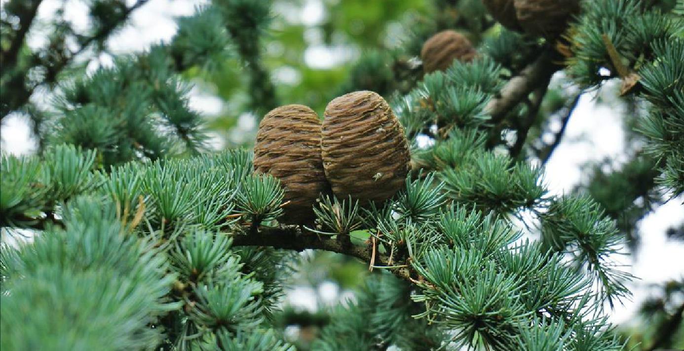  p>北非雪松(学名: i>cedrus atlantica /i> manetti)是松科,雪松属