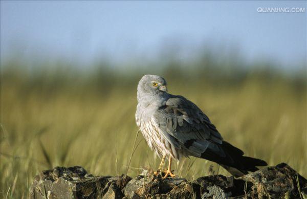  p>乌灰鹞(学名: i>circus pygargus /i>)为隼形目,鹰科鹞属的鸟类.