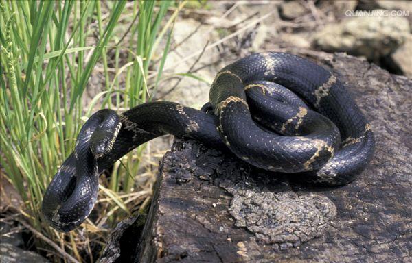  p>鼠蛇英文名:rat snake  a target="_blank"